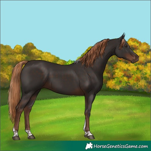 Horse Color:Liver Chestnut Tobiano 