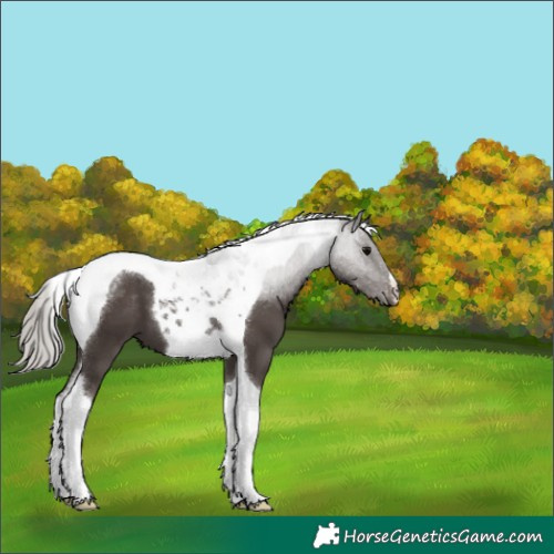 Horse Color:Silver Black Tobiano 
