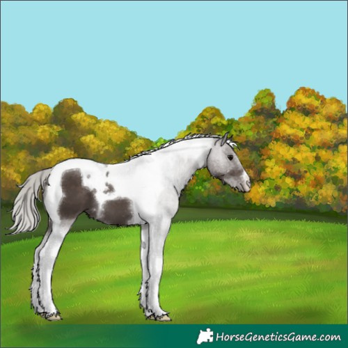 Horse Color:Silver Black Tobiano 