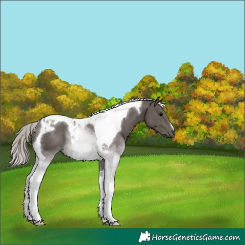 Horse Color:Silver Black Tobiano 