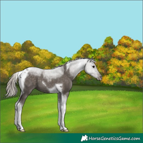 Horse Color:Silver Black Tobiano 