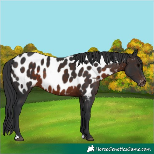 Horse Color:Brown Appaloosa 