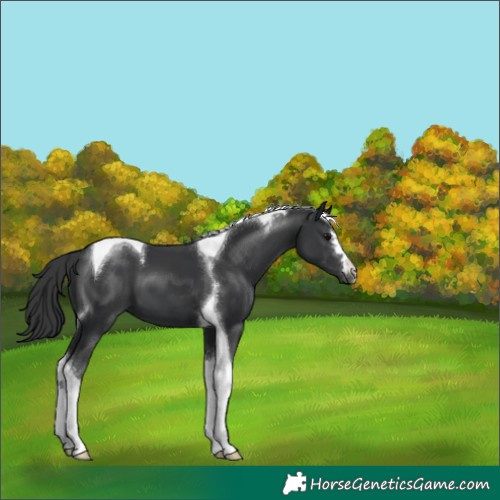 Horse Color:Black Tobiano