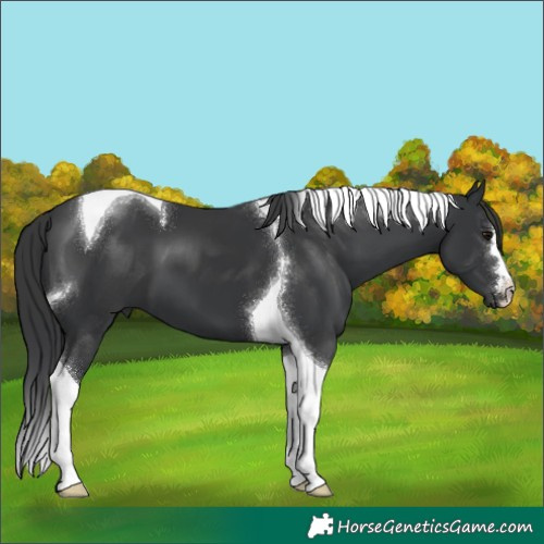 Horse Color:Black Tobiano 