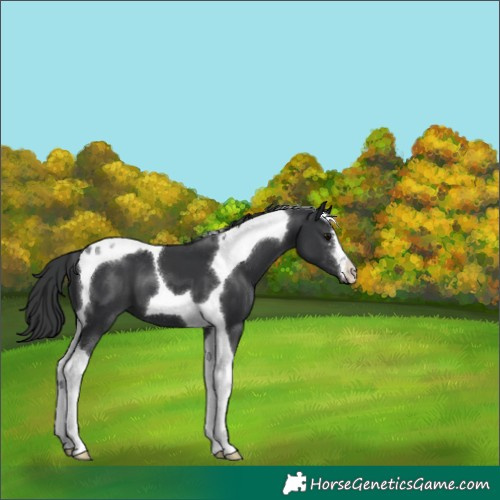 Horse Color:Black Tobiano 