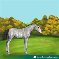 Horse Color:Grullo Sabino