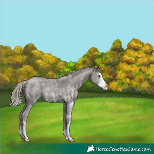 Horse Color:Silver Black Sabino 