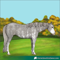 Horse Color:Silver Black Sabino