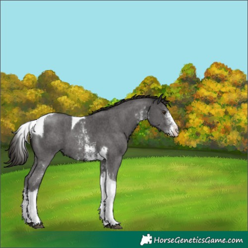 Horse Color:Liver Chestnut Sabino Tobiano 