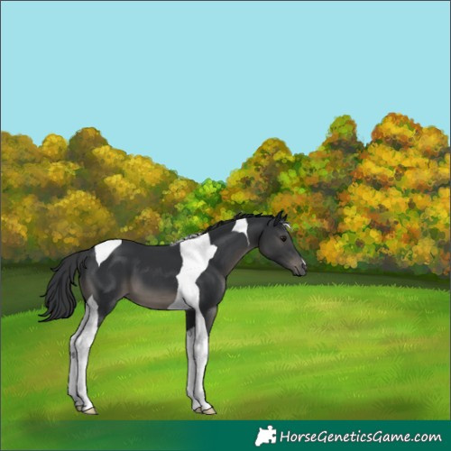 Horse Color:Black Tobiano 