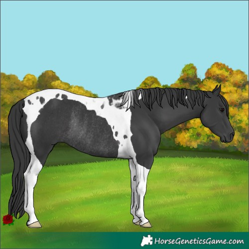 Horse Color:Black Tobiano Rabicano