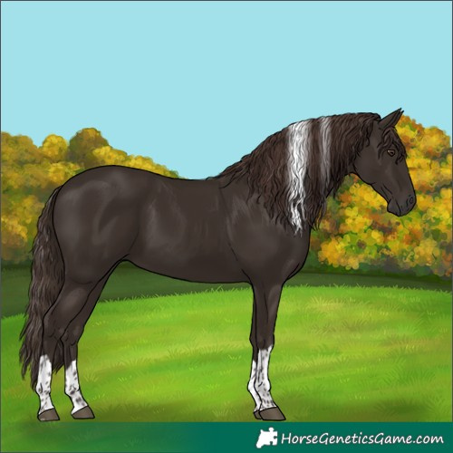 Horse Color:Liver Chestnut Tobiano 