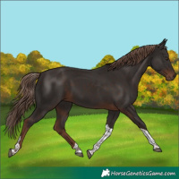 Horse Color:Liver Chestnut Tobiano 