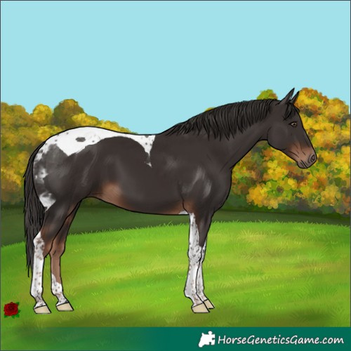 Horse Color:Liver Chestnut Tobiano 
