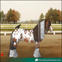 Horse Color:White Spotted Bay Blanket