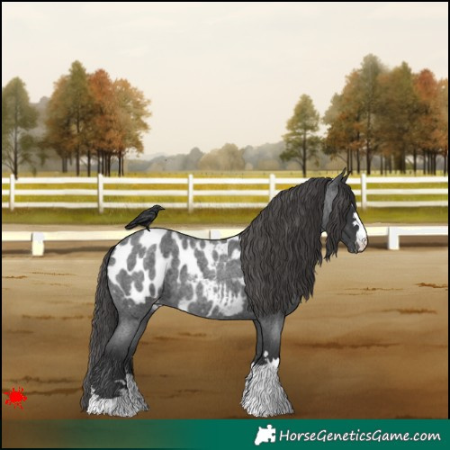 Horse Color:Blue Roan Appaloosa 