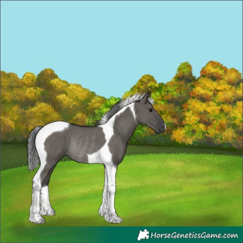 Horse Color:Grullo Tobiano Rabicano 