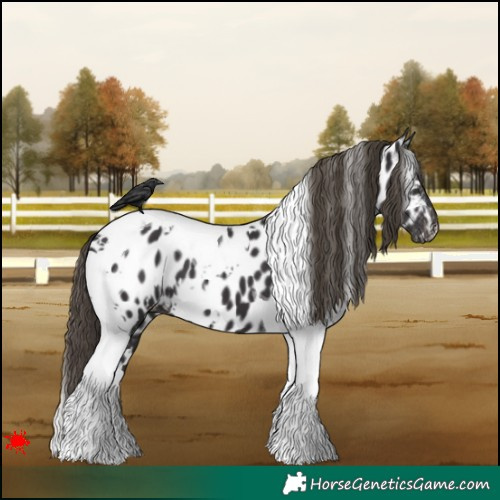 Horse Color:White Spotted Smoky Black Tobiano Appaloosa 