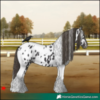 Horse Color:White Spotted Smoky Black Tobiano Appaloosa 