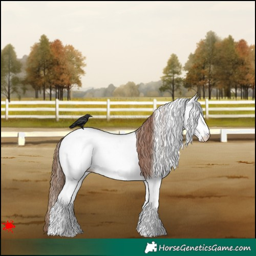 Horse Color:White Spotted Red Dun Appaloosa 