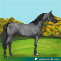 Horse Color:Unknown 