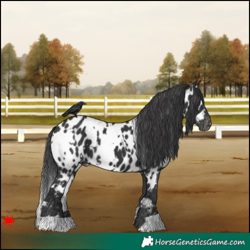 Horse Color:White Spotted Black Appaloosa 
