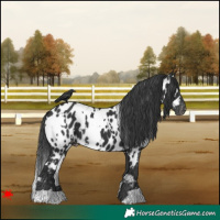 Horse Color:White Spotted Black Near Leopard