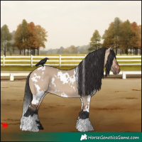Horse Color:White Spotted Bay Dun