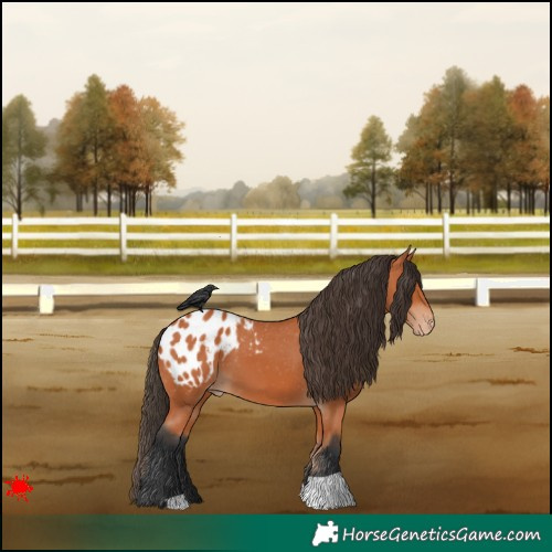 Horse Color:Bay Blanket 