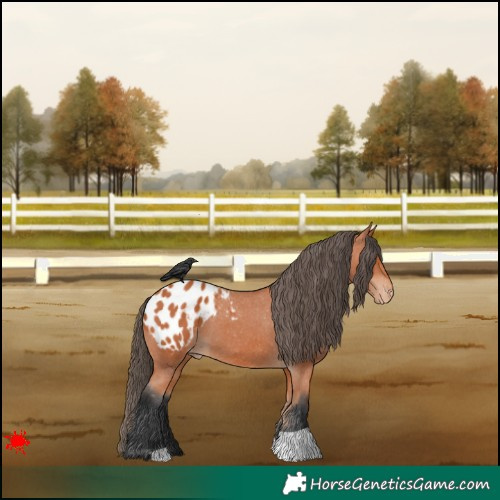 Horse Color:Bay Appaloosa 