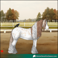 Horse Color:White Spotted Red Dun Roan Splash Near Leopard
