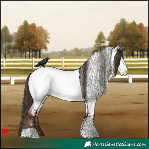 Horse Color:Liver Red Roan Appaloosa 