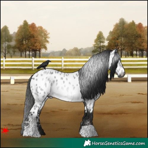 Horse Color:Gray Blue Roan Appaloosa 