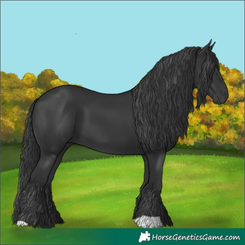 Horse Color:Black 