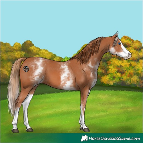 Horse Color:White Spotted Chestnut Splash 