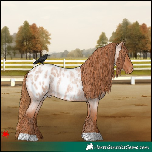 Horse Color:Red Roan Appaloosa 
