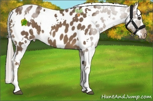 Horse Color:White Spotted Chocolate Palomino Appaloosa 