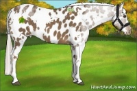 Horse Color:White Spotted Chocolate Palomino Near Leopard 