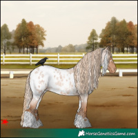 Horse Color:White Spotted Red Roan Blanket 