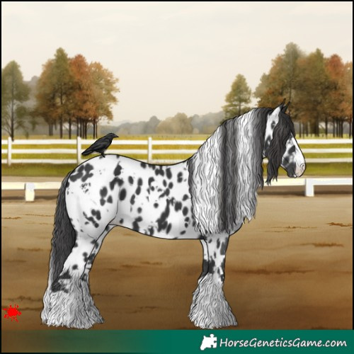 Horse Color:White Spotted Black Appaloosa 