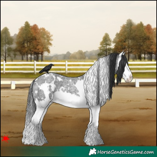 Horse Color:White Spotted Blue Roan Splash 