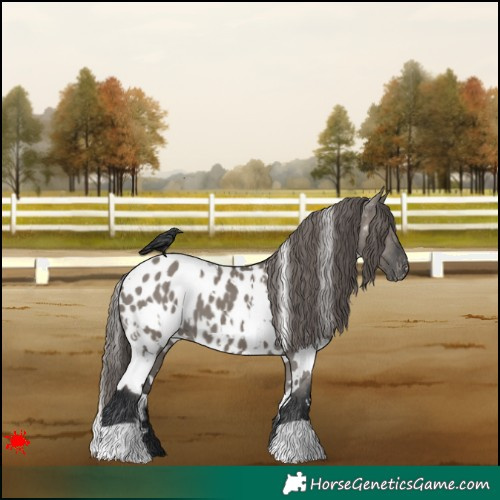 Horse Color:White Spotted Grullo Appaloosa 