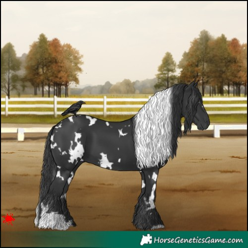 Horse Color:White Spotted Black