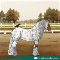 Horse Color:White Spotted Silver Brown Roan Near Leopard 