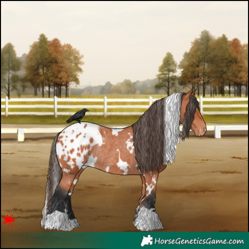 Horse Color:White Spotted Bay Appaloosa Rabicano 