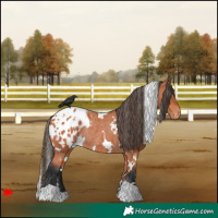 Horse Color:White Spotted Bay Blanket Rabicano