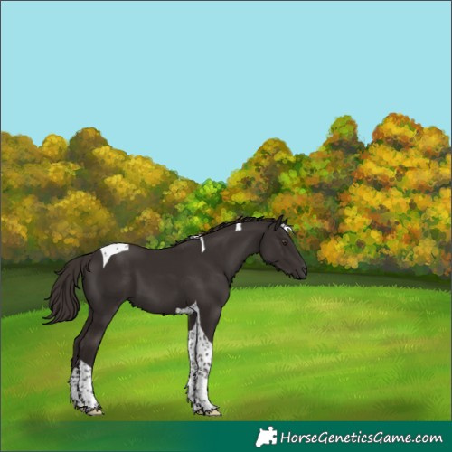 Horse Color:Liver Chestnut Tobiano