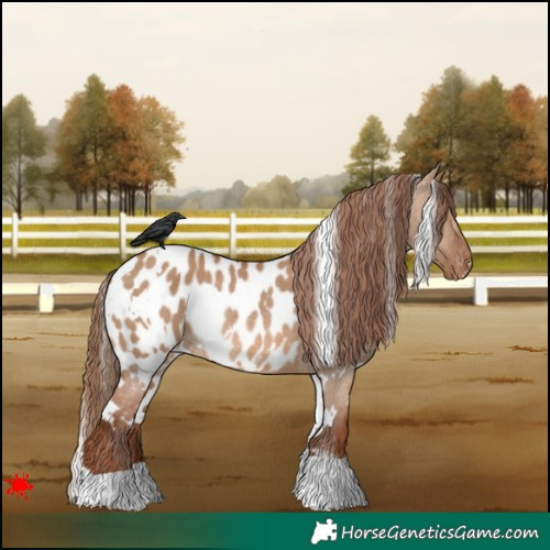 Horse Color:White Spotted Red Dun Appaloosa Rabicano