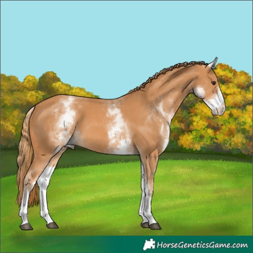 Horse Color:White Spotted Chestnut 