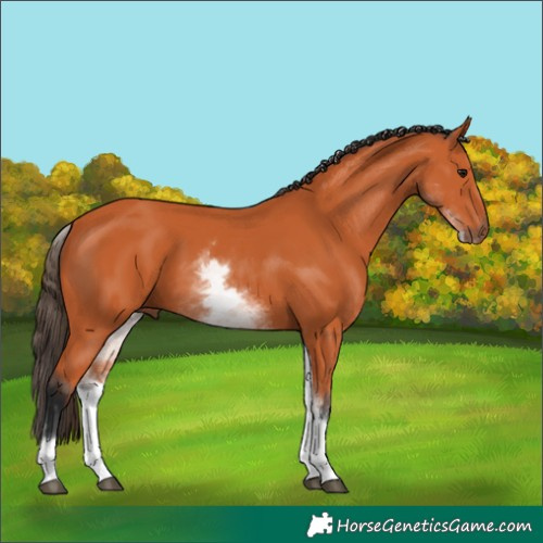 Horse Color:Unknown 